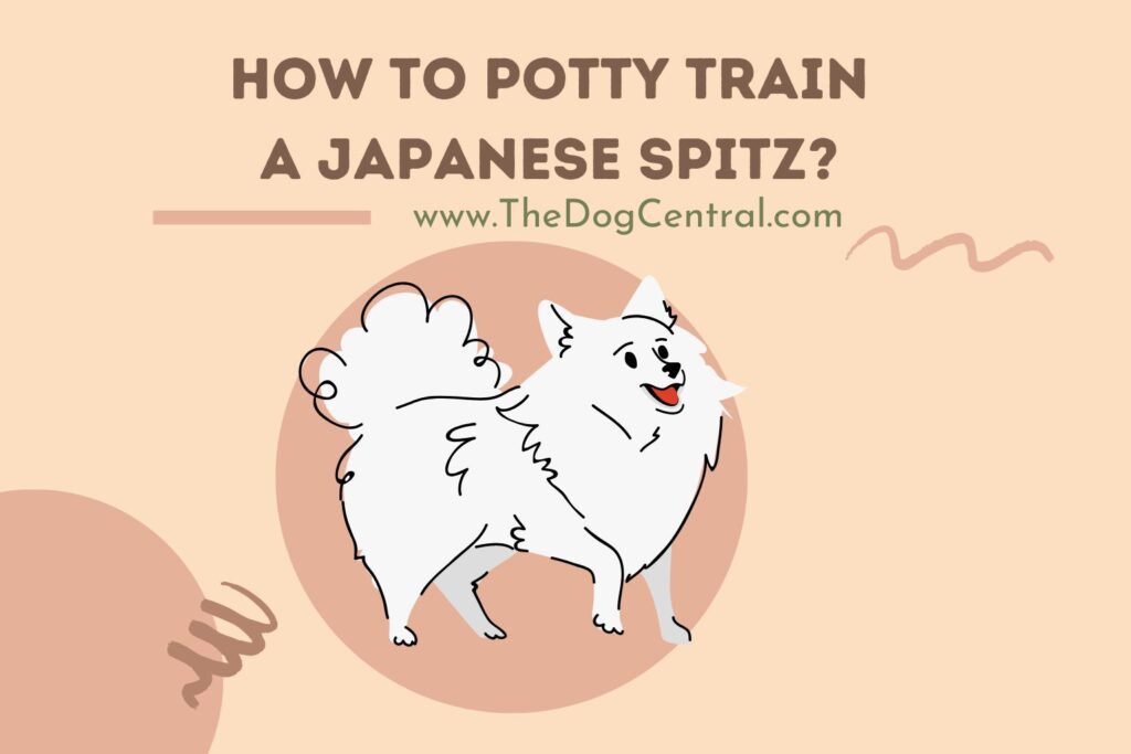 How to Potty Train a Japanese Spitz? The Dog Central