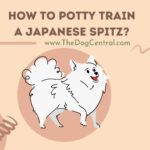 How to Potty Train a Japanese Spitz?
