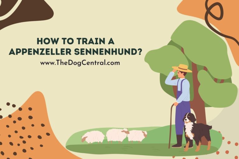 How to Train a Appenzeller Sennenhund