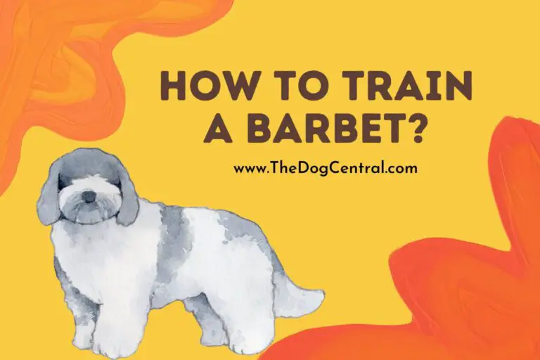 How to Train a Barbet