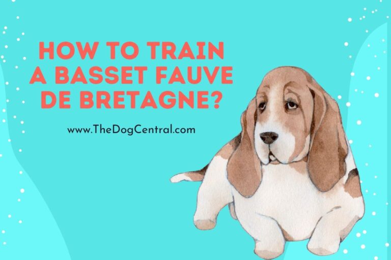 How to Train a Basset Fauve de Bretagne