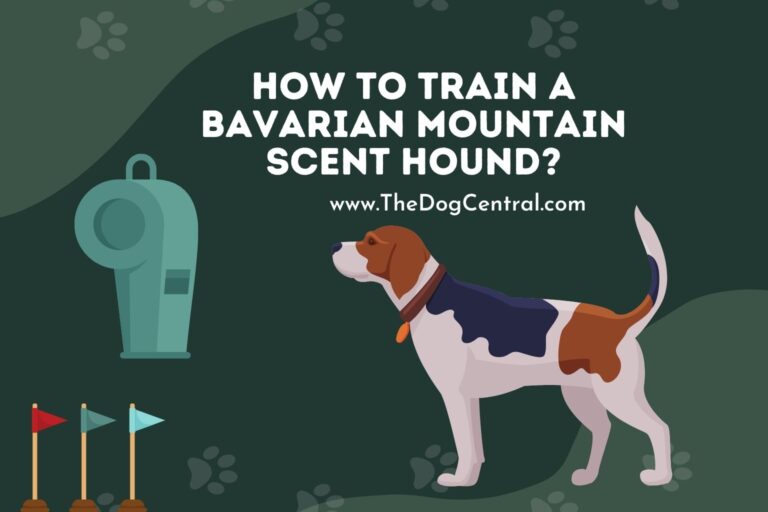 How to Train a Bavarian Mountain Scent Hound