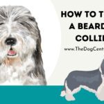 How to Train a Bearded Collie?