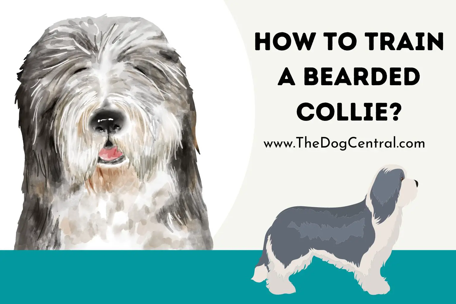 How to Train a Bearded Collie
