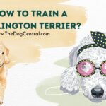How to Train a Bedlington Terrier?