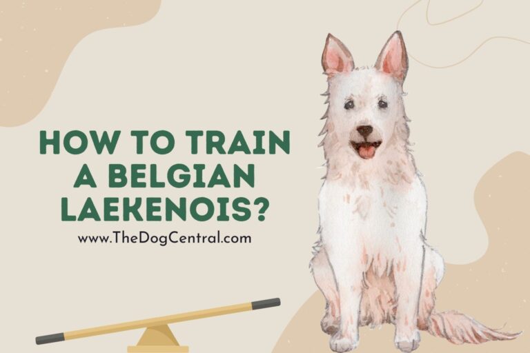 How to Train a Belgian Laekenois