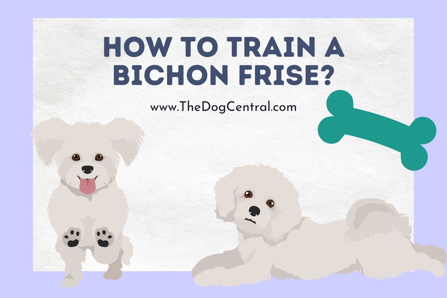 How to Train a Bichon Frise