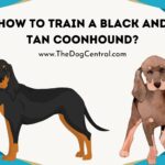 How to Train a Black and Tan Coonhound?