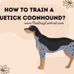 How to Train a Bluetick Coonhound?