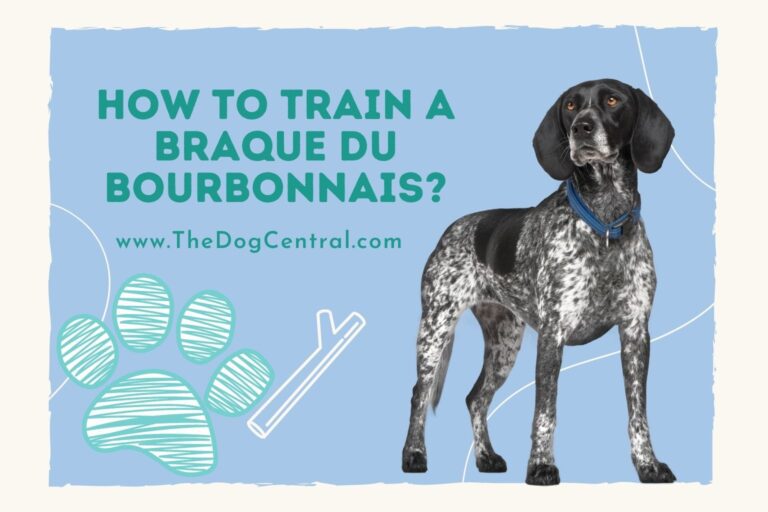 How to Train a Braque du Bourbonnais