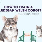 How to Train a Cardigan Welsh Corgi?