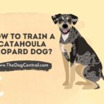 How to Train a Catahoula Leopard Dog?