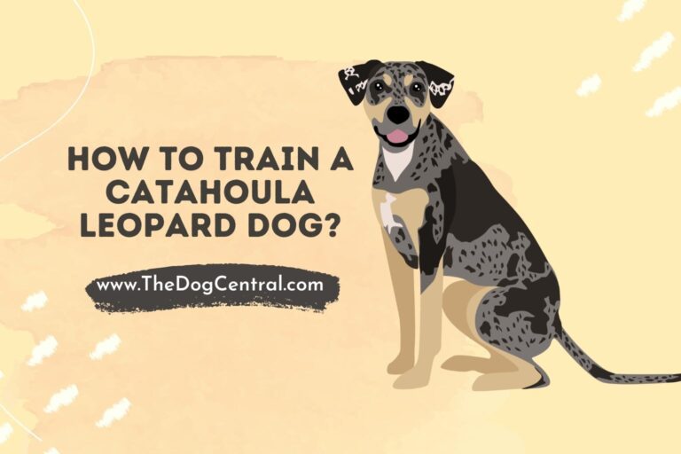 How to Train a Catahoula Leopard Dog