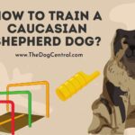 How to Train a Caucasian Shepherd Dog?