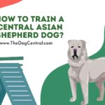 How to Train a Central Asian Shepherd Dog?