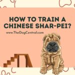 How to Train a Chinese Shar-Pei?