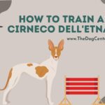How to Train a Cirneco Dell’Etna?