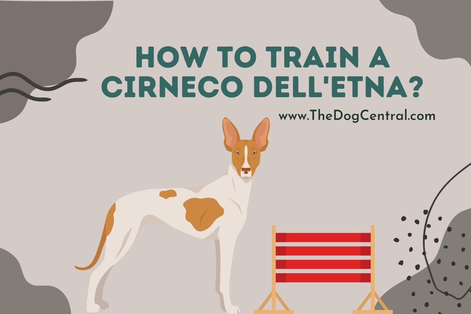 How to Train a Cirneco dell'Etna