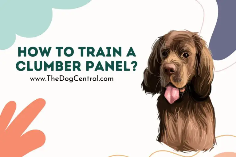 How to Train a Clumber Panel