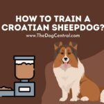 How to Train a Croatian Sheepdog?