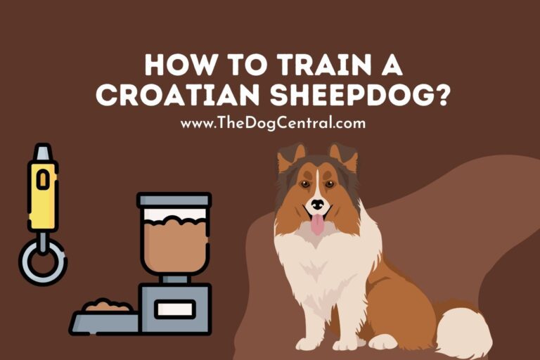 How to Train a Croatian Sheepdog