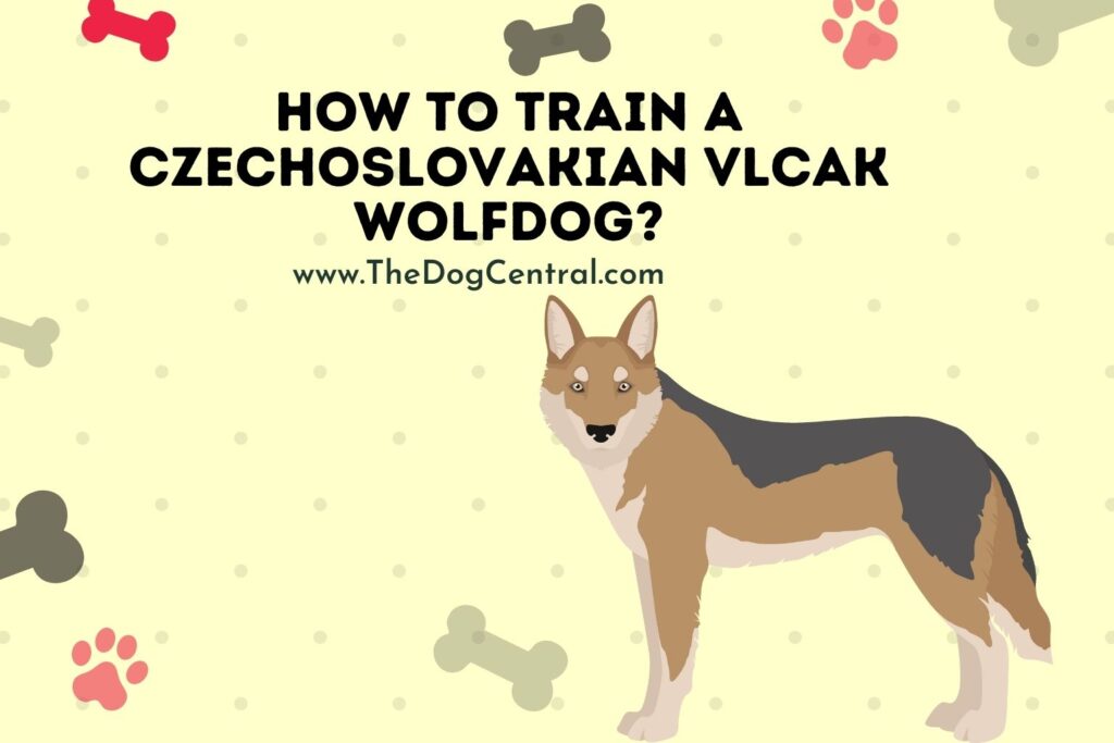 How to Train a Czech Vlcak Wolfdog The Dog Central