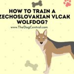 How to Train a Czech Vlcak Wolfdog