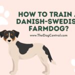 How to Train a Danish Swedish Farmdog?
