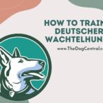How to Train a German Wachtelhund?