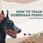 How to Train a Doberman Pinscher?