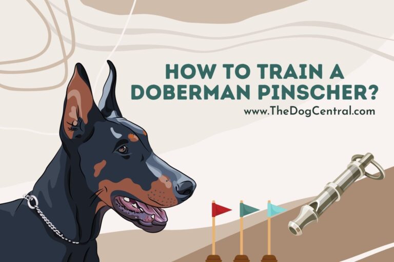 How to Train a Doberman Pinscher