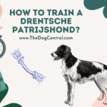 How to Train a Drentsche Patrijshond?