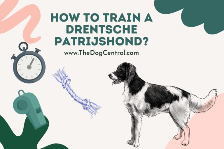 How to Train a Drentsche Patrijshond