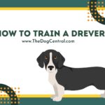 How to Train a Drever
