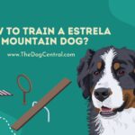 How to Train a Estrela Mountain Dog?
