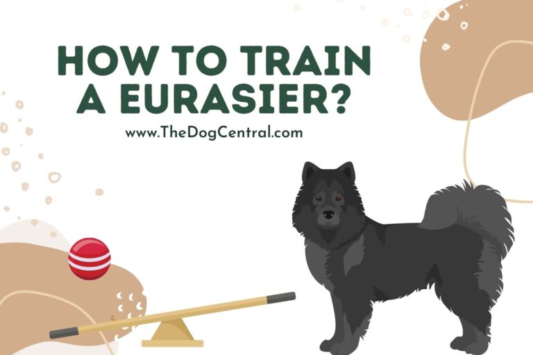 How to Train a Eurasier