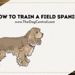 How to Train a Field Spaniel?