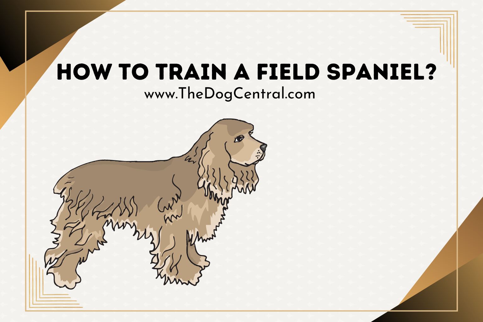 How To Train A Field Spaniel The Dog Central