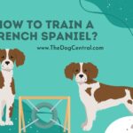 How to Train a French Spaniel?