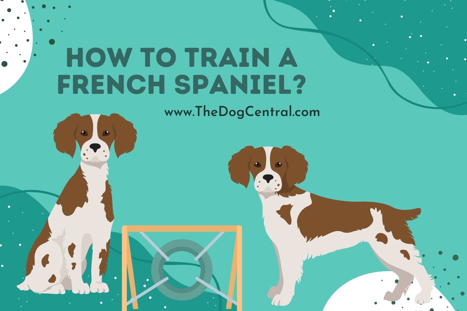 how-to-train-a-french-spaniel-the-dog-central