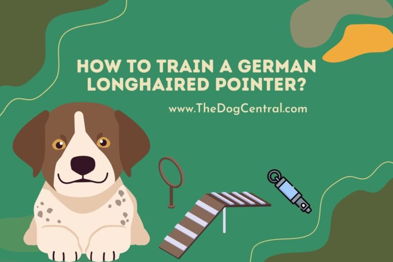 How to Train a German Longhaired Pointer