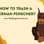How to Train a German Pinscher?