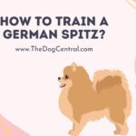 How to Train a German Spitz Puppy?