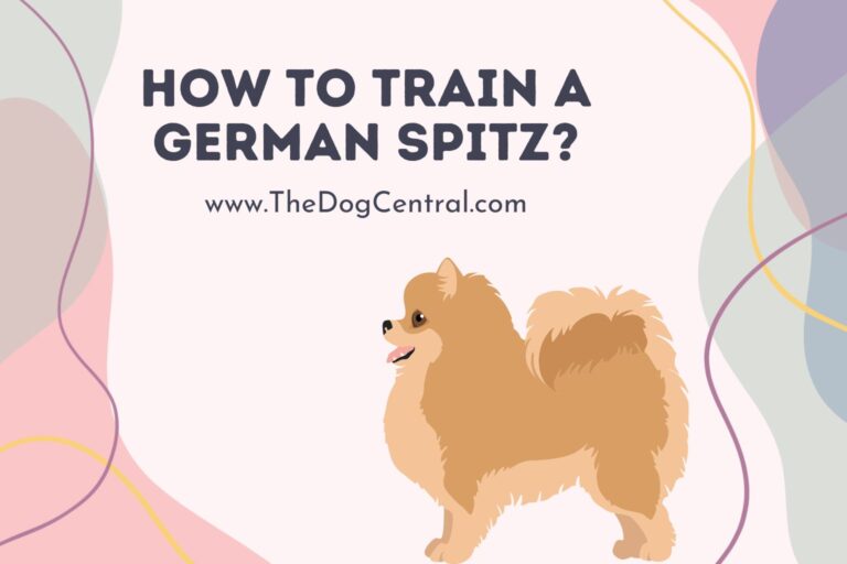 How to Train a German Spitz