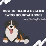 How to Potty Train a Greater Swiss Mountain Dog?