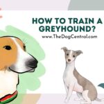 How to Train a Greyhound?