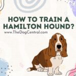 How to Train a Hamilton Hound?