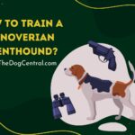 How to Train a Hanoverian Scenthound?