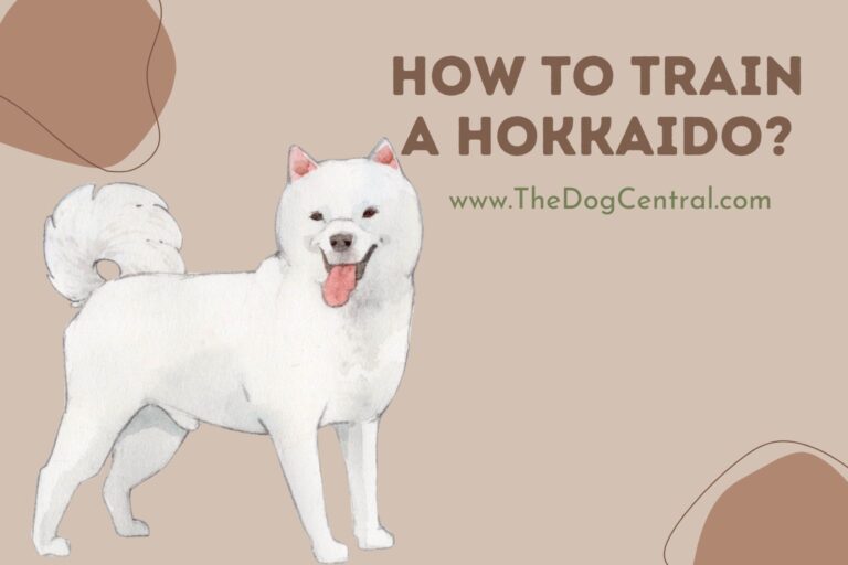 How to Train a Hokkaido