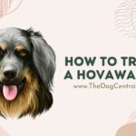 How to Train a Hovawart?